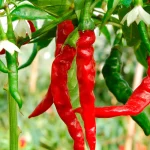 Cayenne Früchte