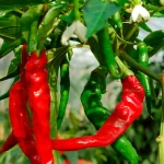 Chili Cayenne Samen – Bild 2