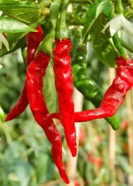 Chili Cayenne Samen – Bild 3