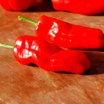 Pimientos de Padrón Samen – Bild 2