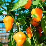 Aji Ecuadorian Orange Samen – Bild 2