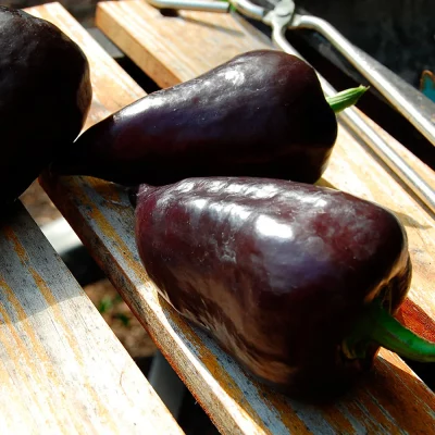 Paprika Nocturne