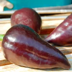 Paprika Nocturne Samen – Bild 2