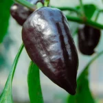 Paprika Nocturne Samen – Bild 3