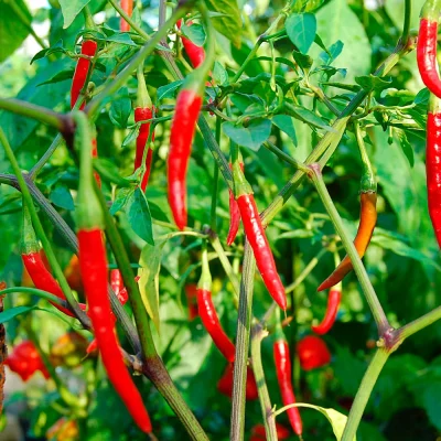 Chili De Arbol Früchte