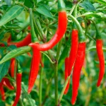 Chili De Arbol Samen – Bild 2