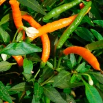 Chili Thai Orange Hot Samen – Bild 2