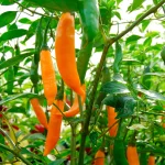 Aji Amarillo Samen