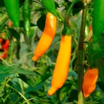 Aji Amarillo Samen – Bild 2