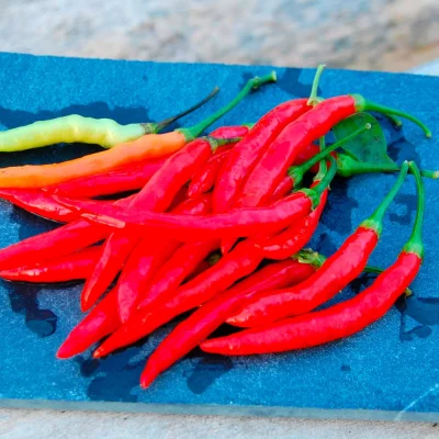Chili Piri Piri Früchte