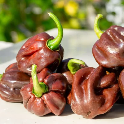 Scotch Bonnet Guadaloupe Früchte