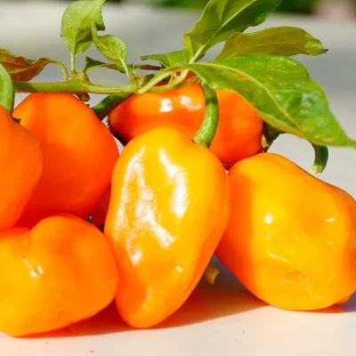 Habanero Orange Früchte