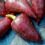 Paprika Sweet Chocolate Samen – Bild 2
