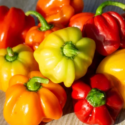 Scotch Bonnet Früchte