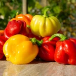 Chili Scotch Bonnet Samen – Bild 3