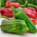 Chili Stavros Samen – Bild 2