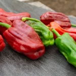Chili Stavros Samen – Bild 3