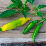 Chili Lemon Drop Samen – Bild 4