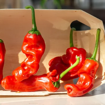 Peter Penis Pepper Früchte