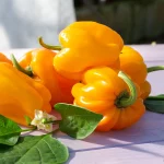 Paprika 'Le Petite Marseillaise' Samen – Bild 2