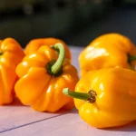 Paprika 'Le Petite Marseillaise' Samen