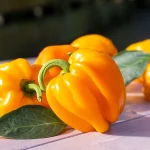 Paprika 'Le Petite Marseillaise' Samen – Bild 3