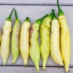 Chili 'Blondy' Samen