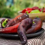 Paprika Marconi Purple Samen – Bild 2