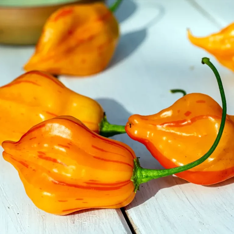 Chili Zebrange Früchte