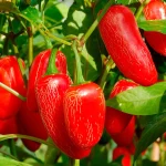 Chili Jalapeno Früchte