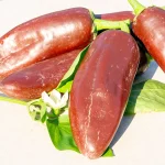 Chili 'Brown Jalapeno' Samen – Bild 2