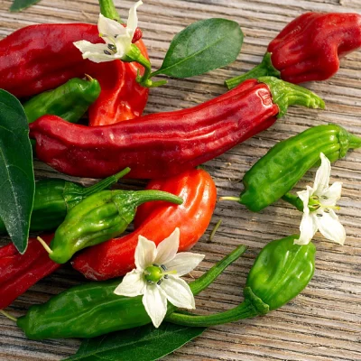 Japanische Paprika