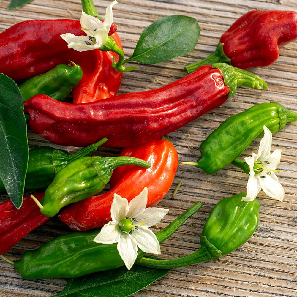 Japanische Paprika