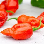 Chili Bhut Jolokia Früchte