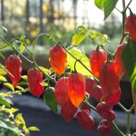 Chili 'Bhut Jolokia' Samen