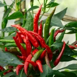 Chili 'Takanotsume' Samen – Bild 2