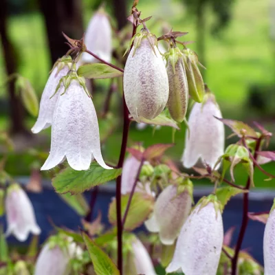 Koreanische Glockenblume Blüten