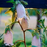 Koreanische Glockenblume Pflanze – Bild 2