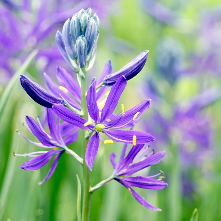Essbare Prärielilie Blüten