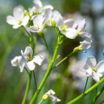 Wiesenschaumkraut Samen – Bild 2