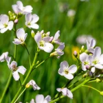 Wiesenschaumkraut Blüte