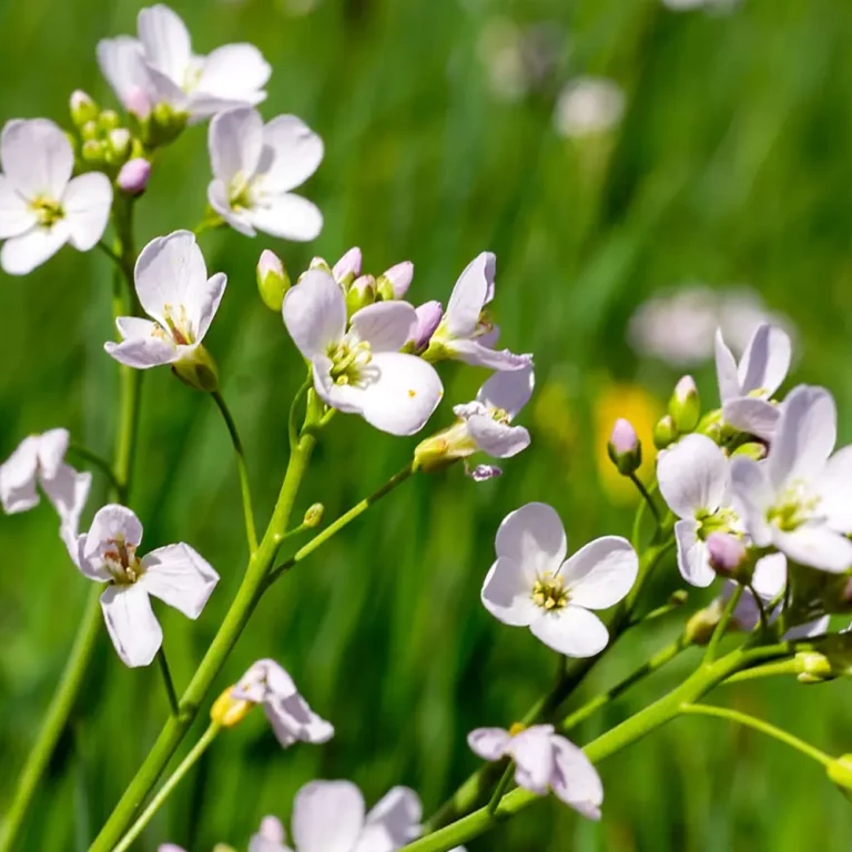 Wiesenschaumkraut Blüte
