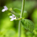Kleine Bergminze Pflanze – Bild 2