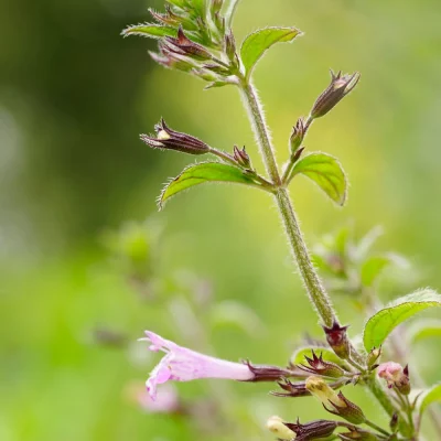 Waldbergminze