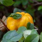 Scheinquitte 'Friesdorfer Typ' Pflanze – Bild 3