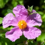 Cistus Blüte