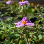 Cistus Pflanze – Bild 2