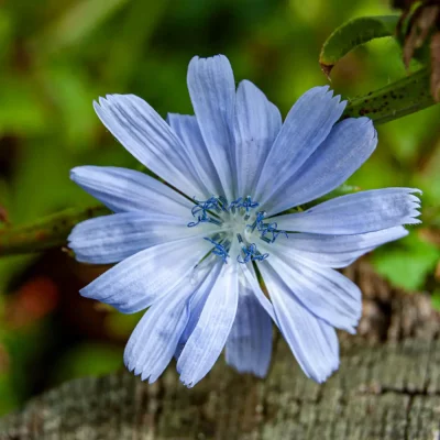 Wegwarte Blüte