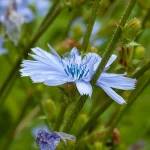 Wegwarte Samen, Zichorie – Bild 2