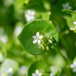 Postelein Samen – Bild 3